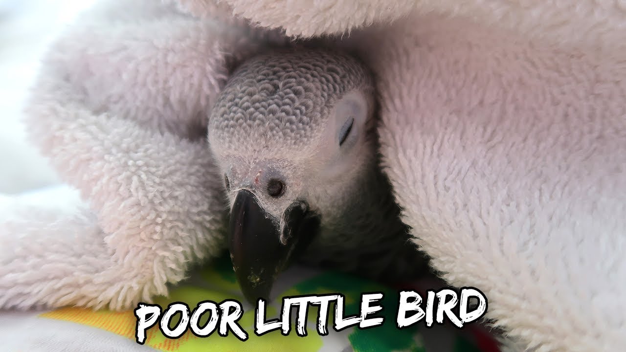 MY PARROT RETURNS HOME (But We're Scared For Her) | Vlog #837