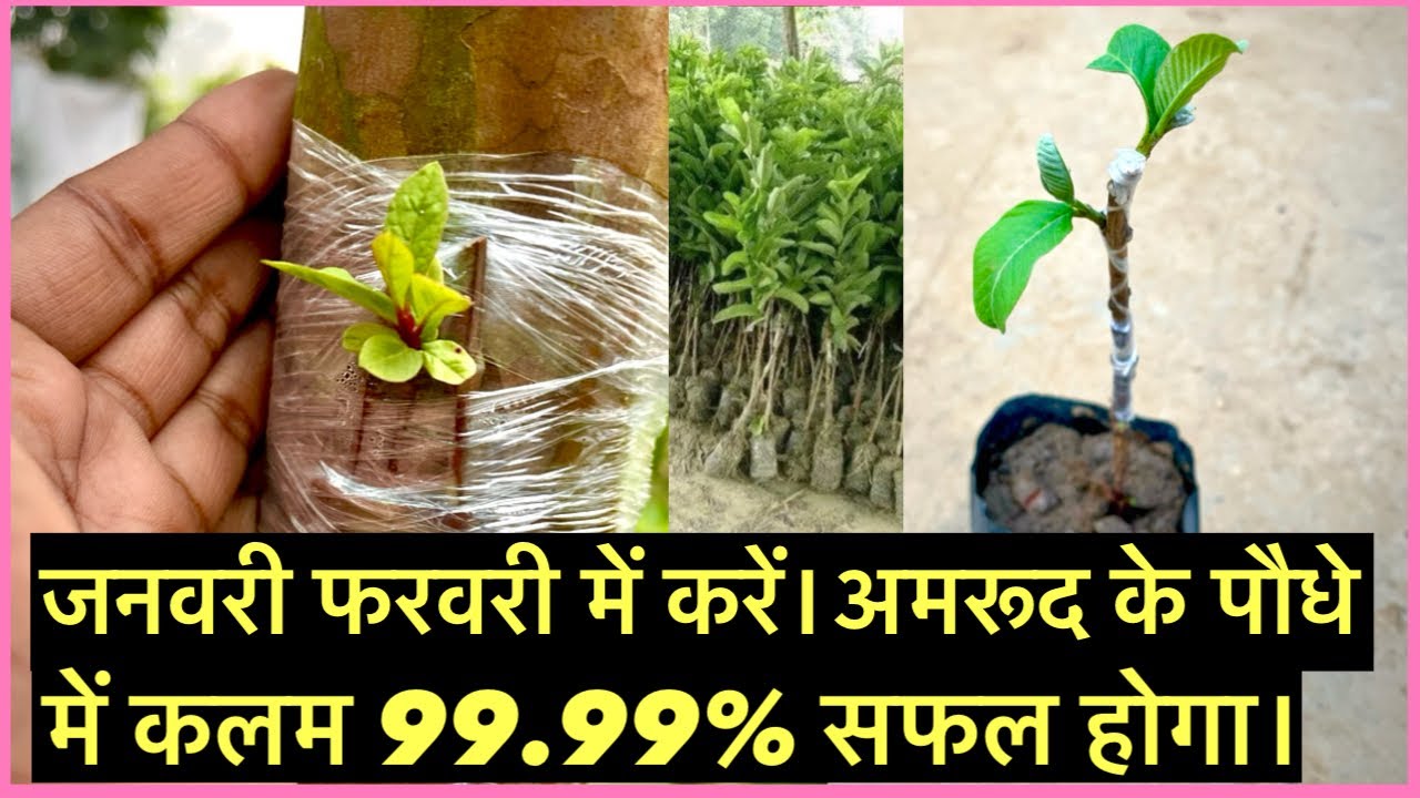 जनवरी-फरवरी में करें अमरूद के पौधे में कलाम इस तरीका से। 99.99% सफल होगा। #indian_nursery_tips