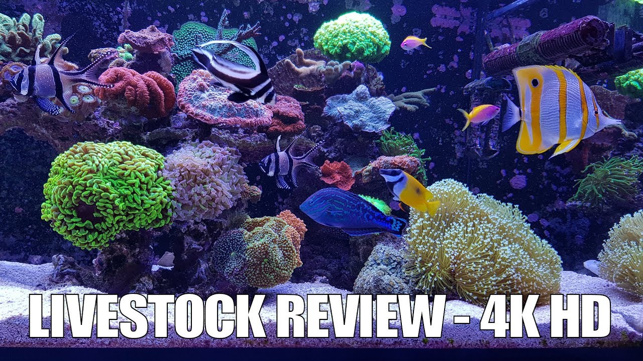 Livestock Review 2017 | Red Sea Reefer 525 XL