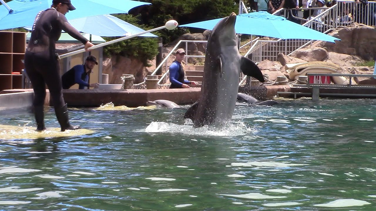 Dolphin Connections at SeaWorld San Diego May 8, 2022
