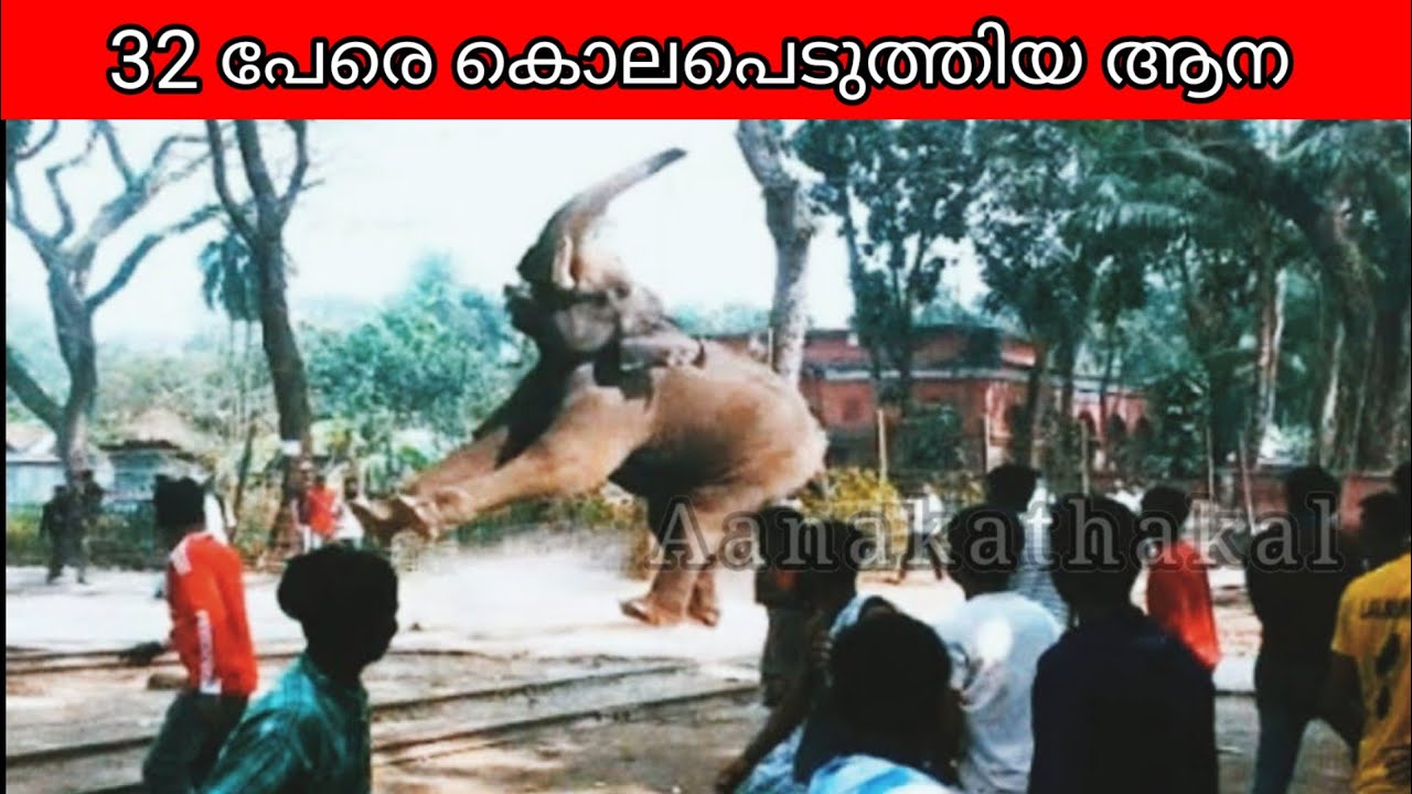 32 പേരെ കൊലപെടുത്തിയ, കേരളത്തിലെ ഏറ്റവും പ്രേശ്നക്കാരനായ ആന KKP madhavan elephant | Elephant attack