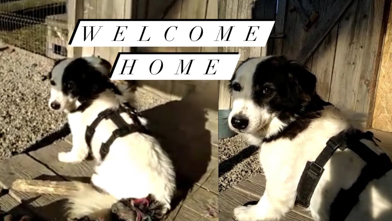 Ich adoptiere einen Hund aus Rum&auml;nien: Welcome home Winnie ❤️