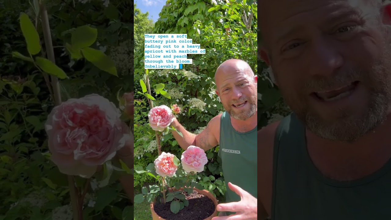 personal review of Rose ‘Evelyn’ -(Aussaucer) from  @David Austin Roses #gardenerben