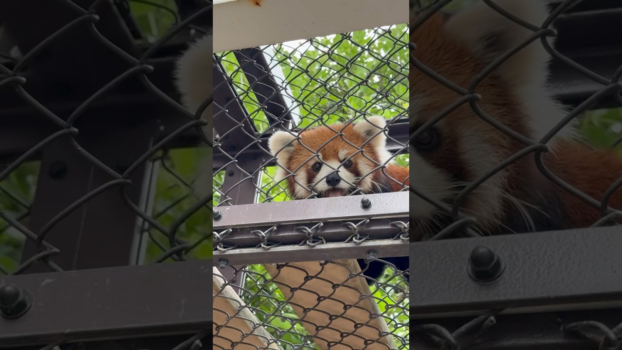 アコちゃんかわいいアコちゃんかわいすぎアコちゃん　#レッサーパンダ #ako #あこ #熊本市動植物園 #あこ #わたしの名前はアコメロン #アコメロ民