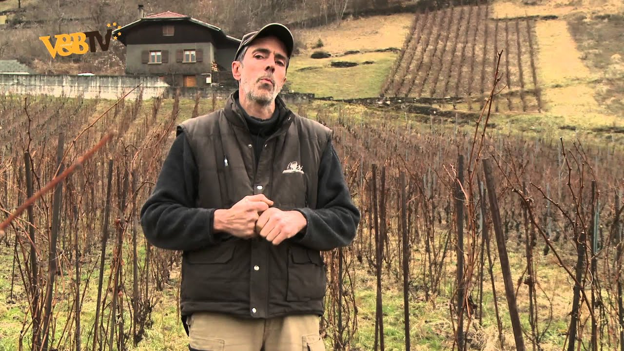 Gringet : vin de Savoie cultivé en biodynamie
