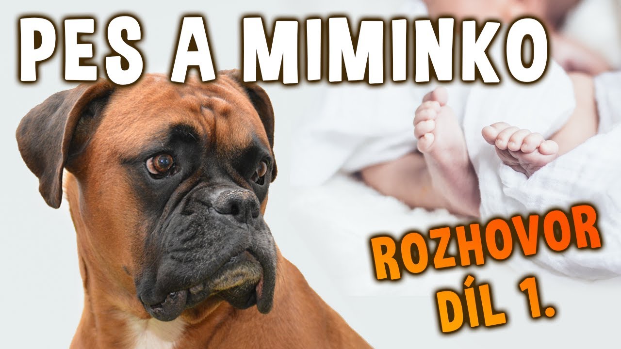 Pes a dítě: Rozhovor s Irenou Ištvánkovou, díl 1. | Psínovinky.cz