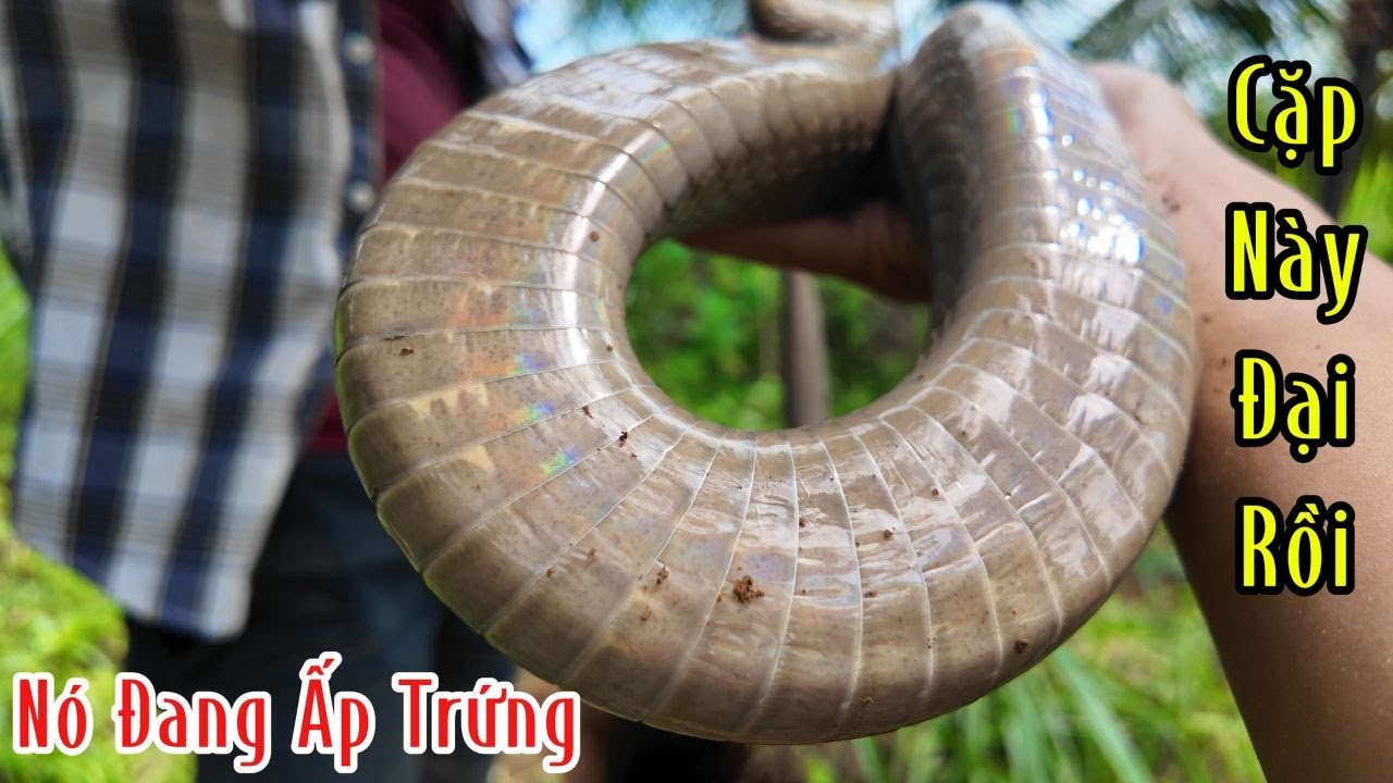 Cặp Hổ Mang Loại Đại Đang Ấp Trứng | Mười Thương Săn Bắt