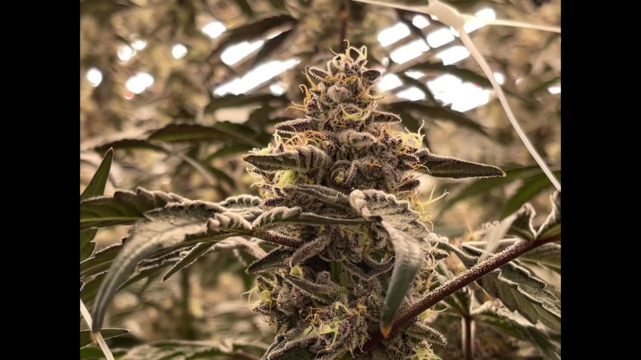 Cannarado Genetics
