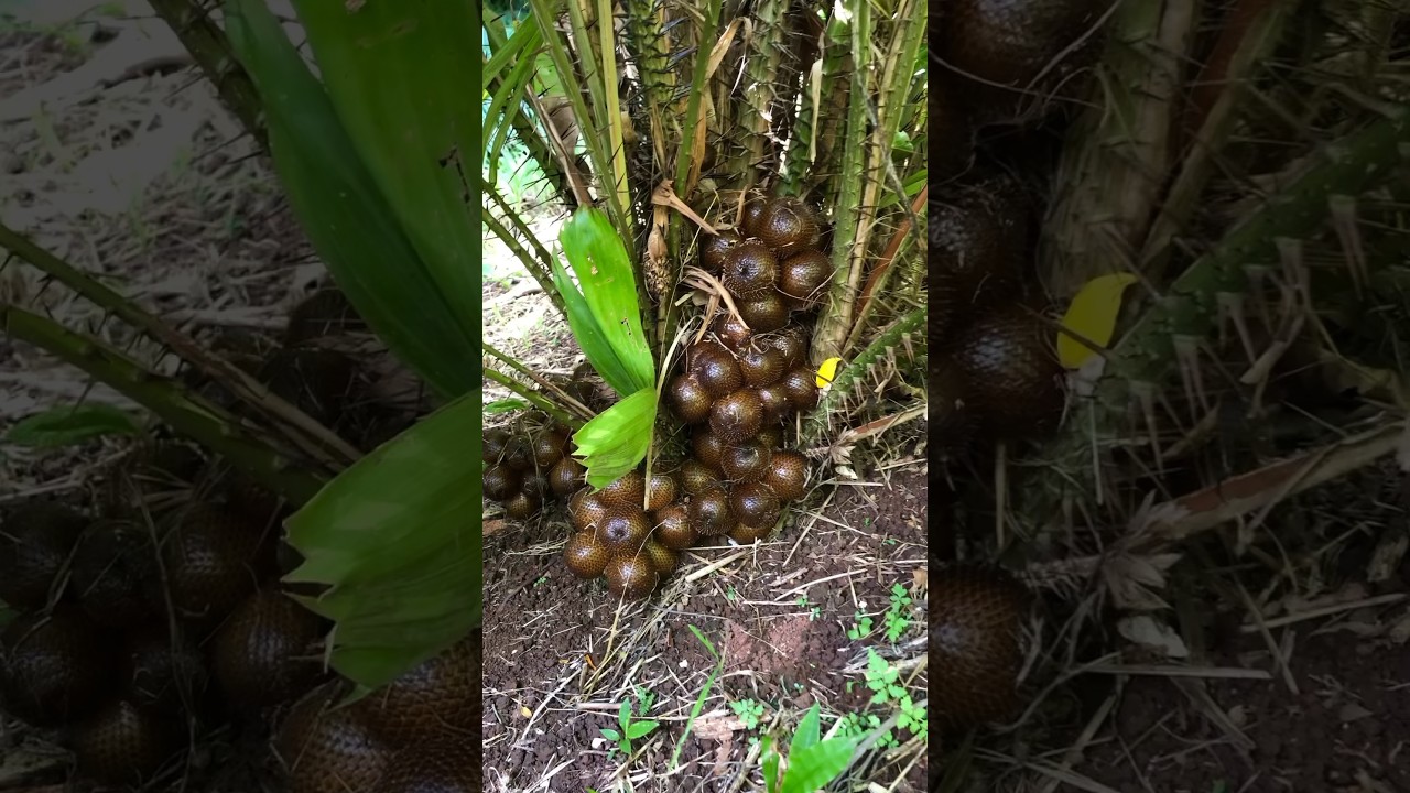 This is salak. AKA snake fruit #organicfarming #exoticfruitplants #salak #snakefruit