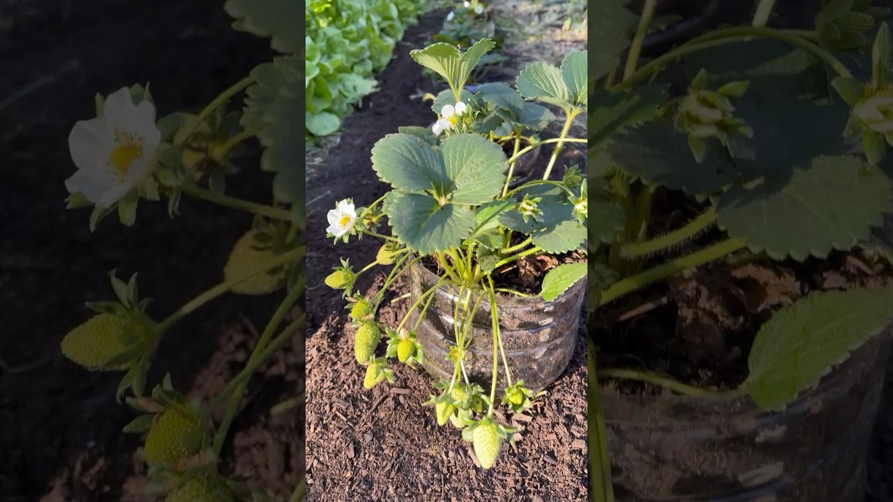 Cultivo Super F&aacute;cil, m&aacute;s Fresas, menos Hormigas