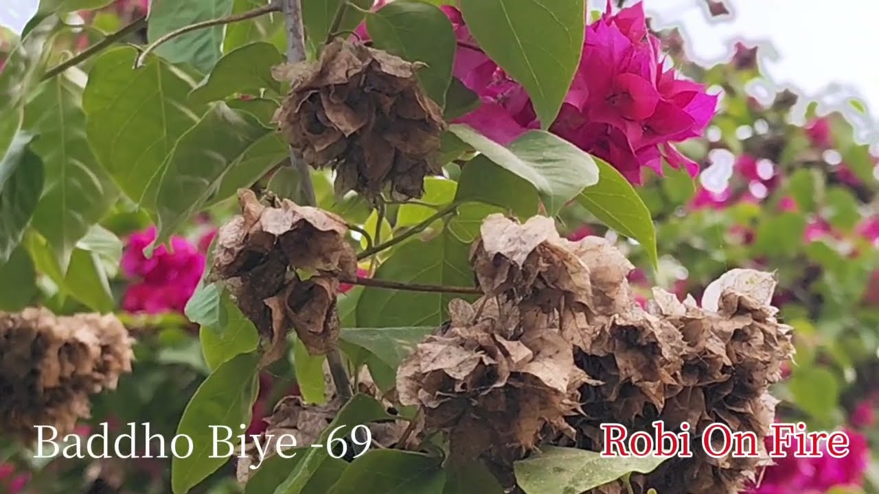 বাধ্য বিয়ে (Part-69) Baddho Biye। Robi On Fire