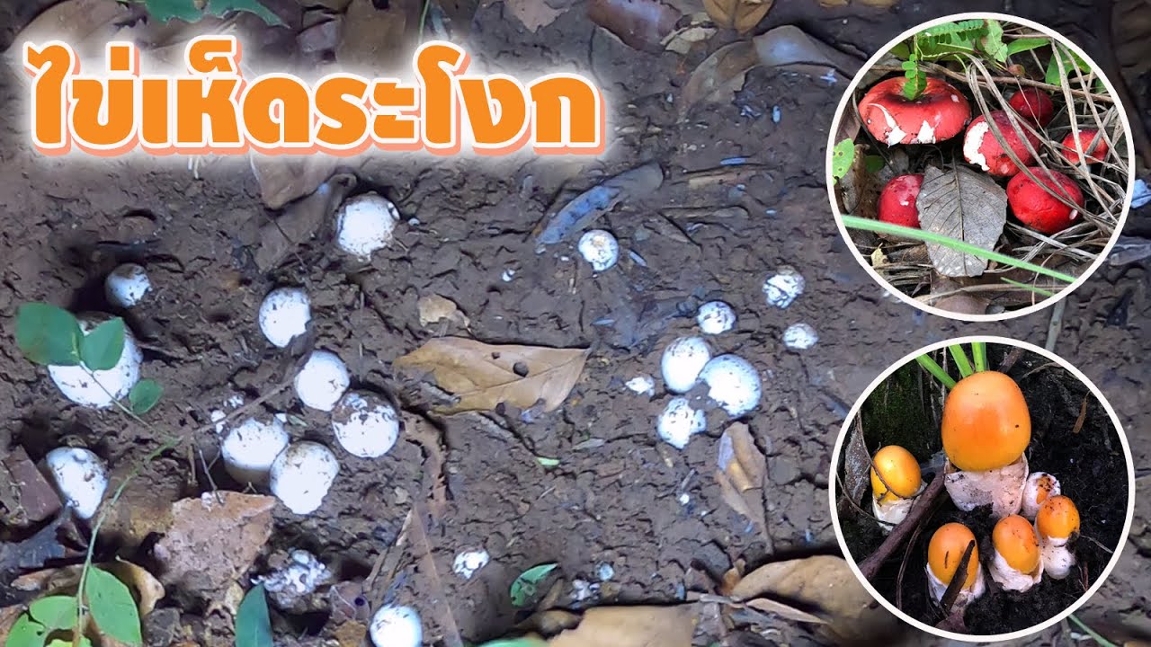 เก็บเห็ดระโงก เห็ดก่อแดง เห็ดรวม ไข่ระโงกหมู่ใหญ่ๆนึกว่าเห็ดเผาะ (เต็มต่าคือเก่า)