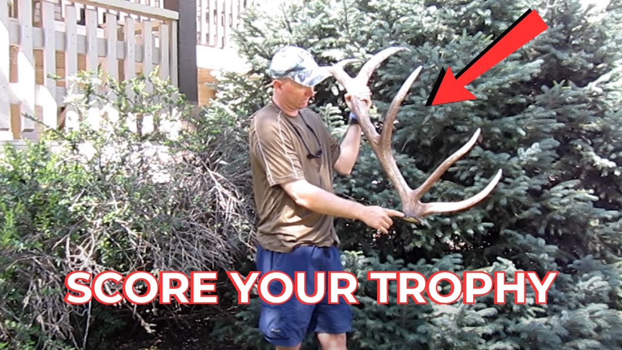 HOW TO: Scoring an Elk Antler