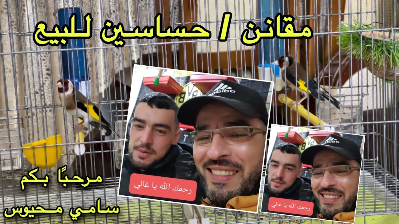 5 دقائق خلوية مع حساسين المربي سامي محيوس / متعة المشاهدة مع معشوق الجماهير “ المقنين الزين 