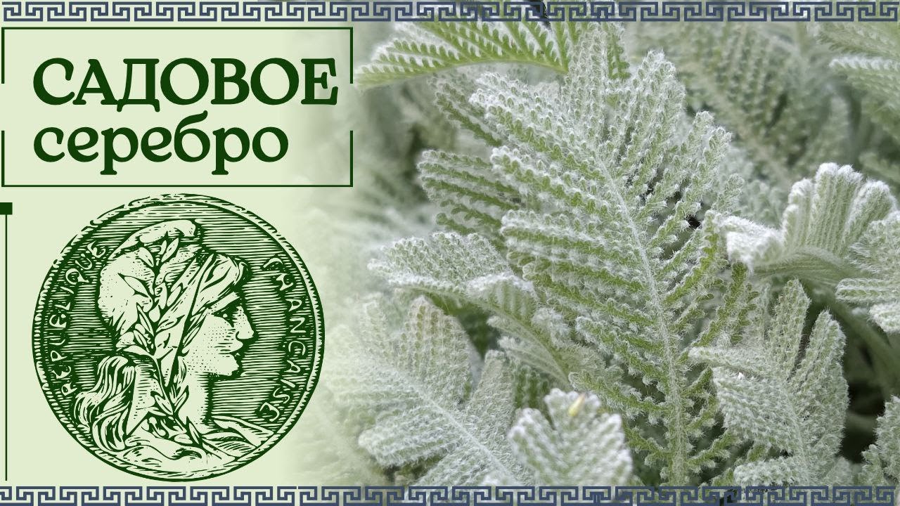 Коллекция растений с серебристой листвой. Сорта декоративных многолетников и кустарников для сада.