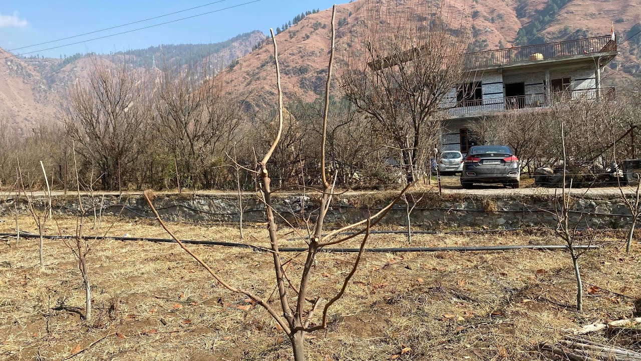 जापानी के छोटे पेड़ों में प्रूनिंग||#persimmon#viralvideo#viralshorts#reels#shorts#shortfeed#garden
