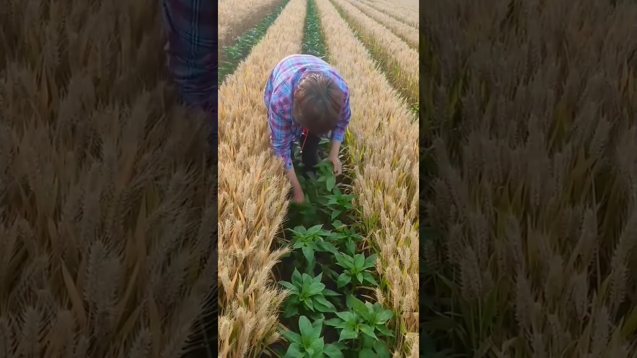 A popular technique of intercropping in wheat fields
