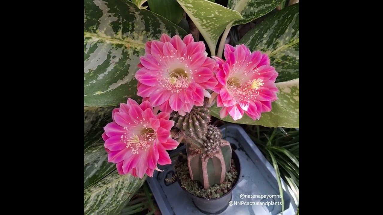 🌷 Cactus flower Mix Part 55