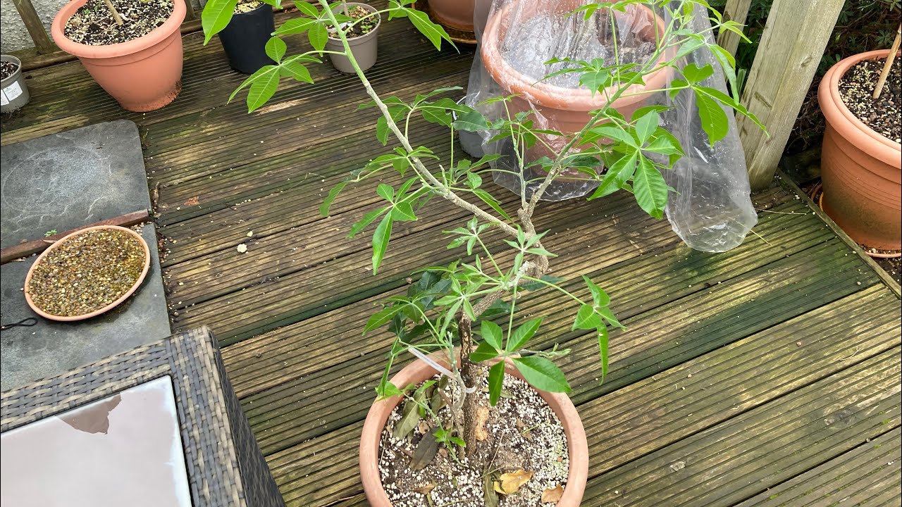 White Sapote Wilson ( allegedly ), February update. Dropped every leaf recently but now growing back