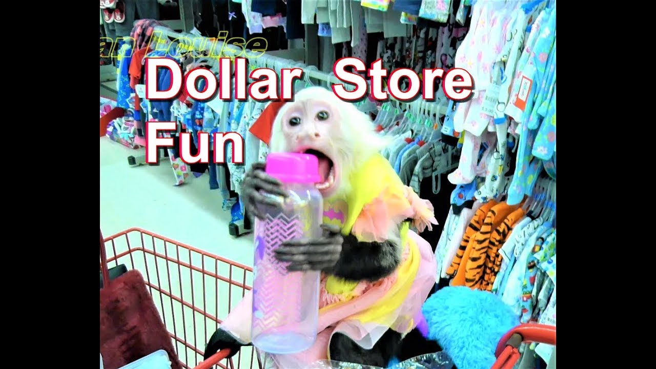 Shop With a Monkey Pet