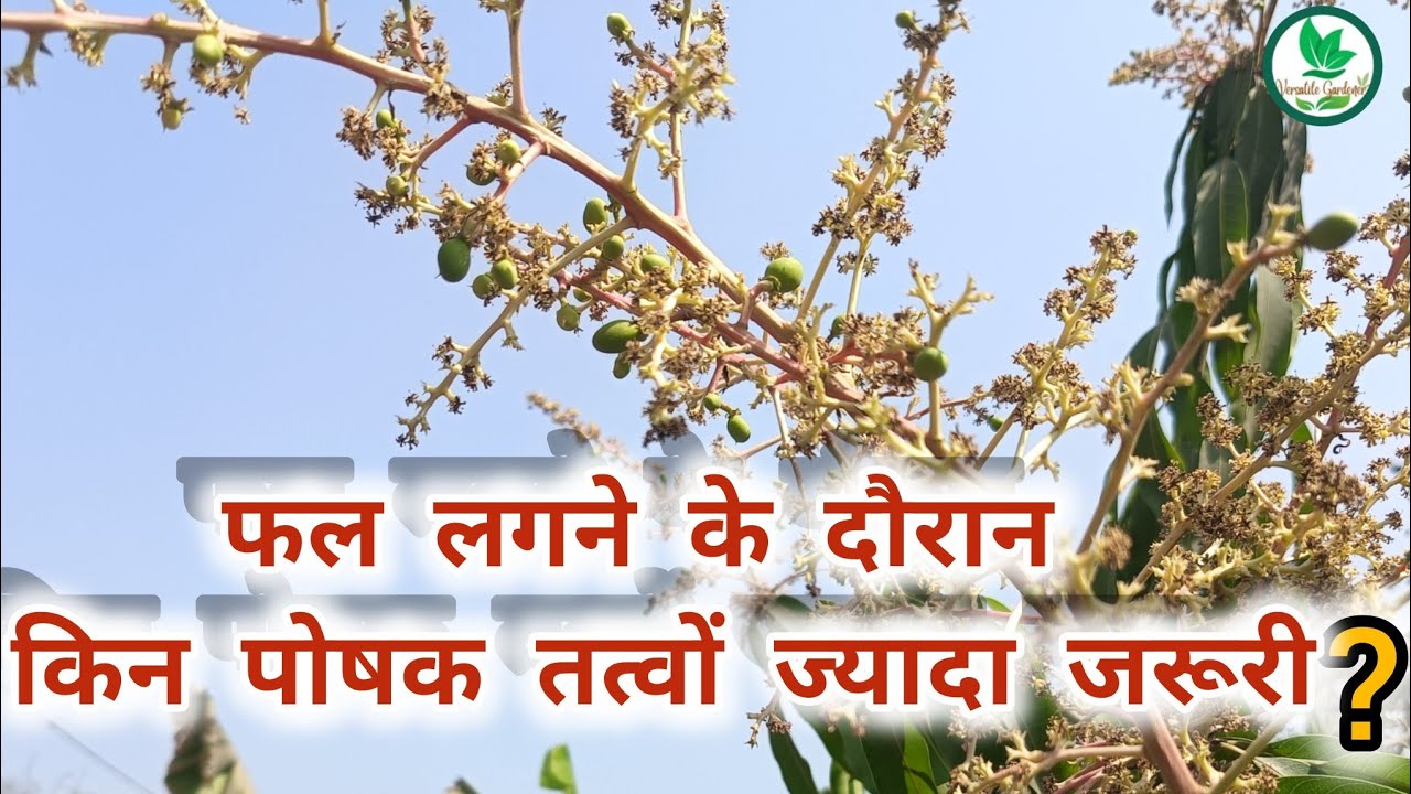  🥭फल लगने के दौरान पौधे में किन पोषक तत्वों की आवश्यकता होती है? Plant Nutrients