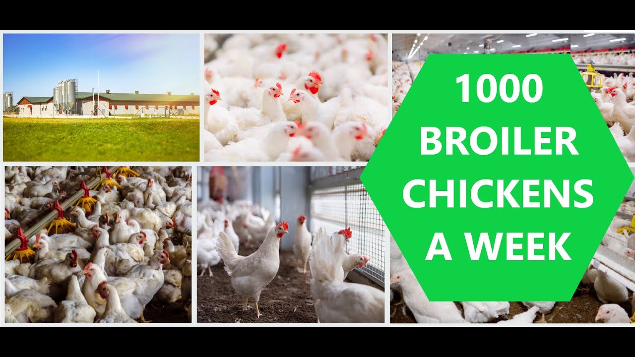 How To Produce 1000 Chicken A Week