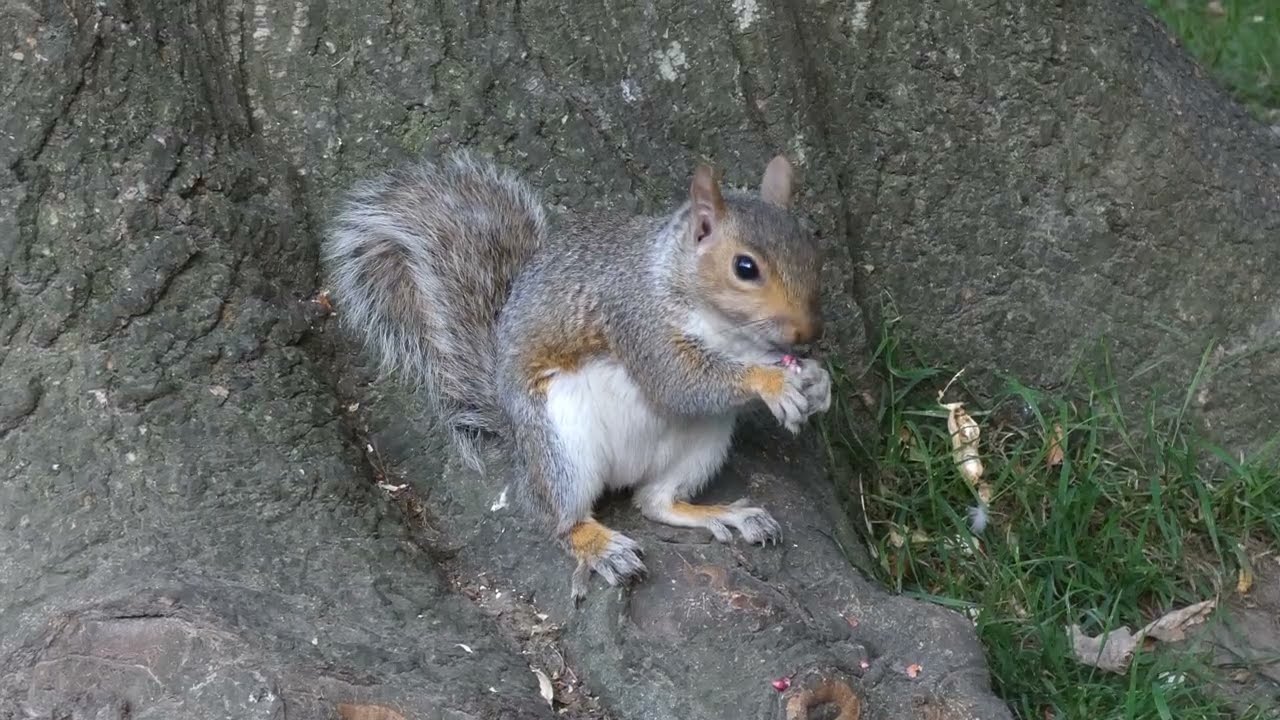 34 minutes of Squirrel Watching