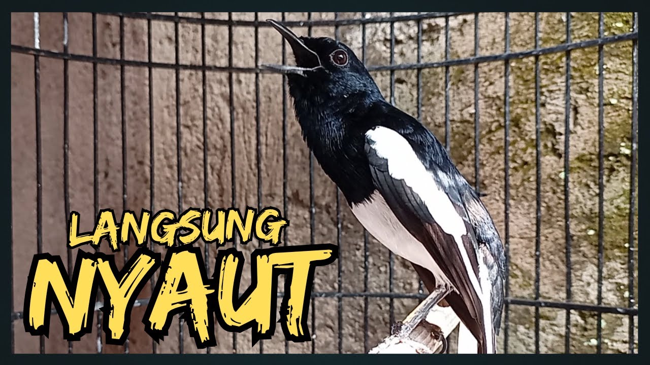 Suara Burung Kacer Bikin Lawan Emosi Gacor, Pancingan Kacer Agar Cepat Emosi Gacor