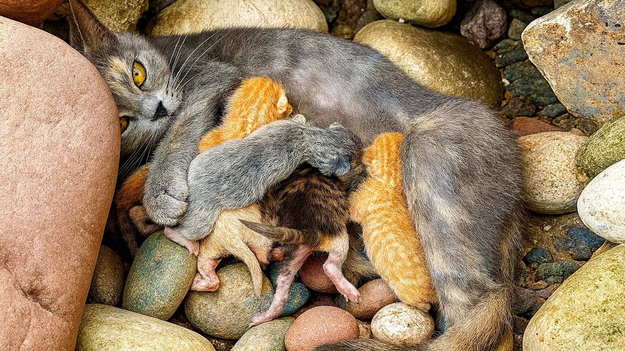 Прогулка в парке неожиданно привела меня к голубому коту 🐈, и затем последовал удивительно милый мом