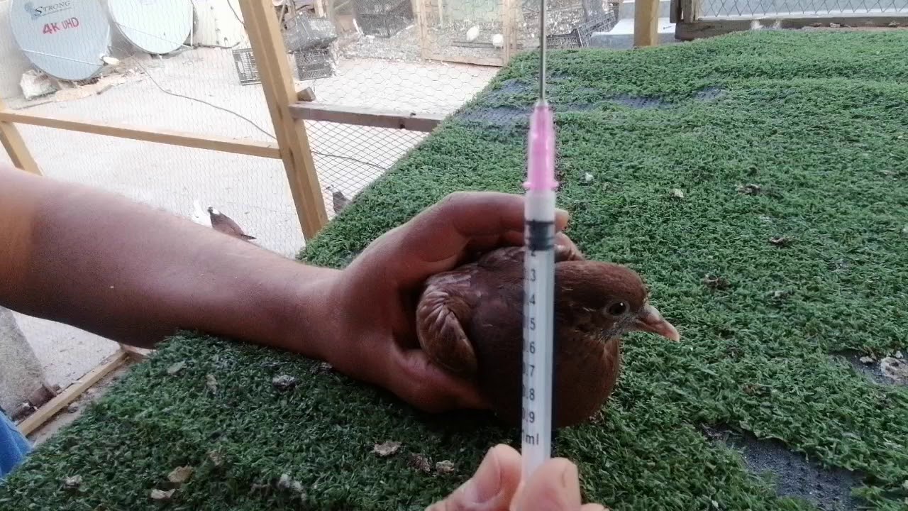 كيفية تلقيح الفرخات.. من الفقرات الضروريه والمهمه للافراخ... مشاهده ممتعه