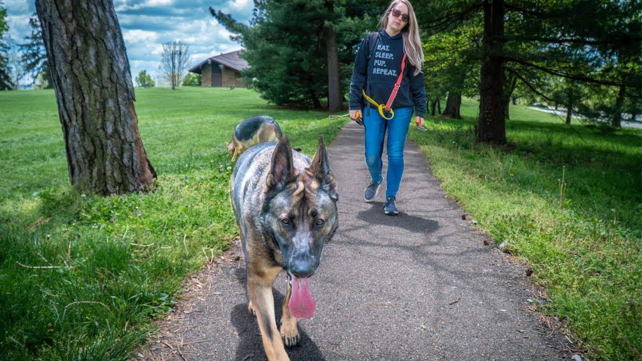 FINDING HOME OF LOST DOG WE FOUND! Plus Teaching Our German Shepherds to be OFF LEASH.