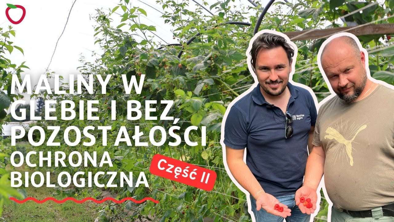Maliny w glebie i bez pozostałości – ochrona biologiczna w trudnym sezonie