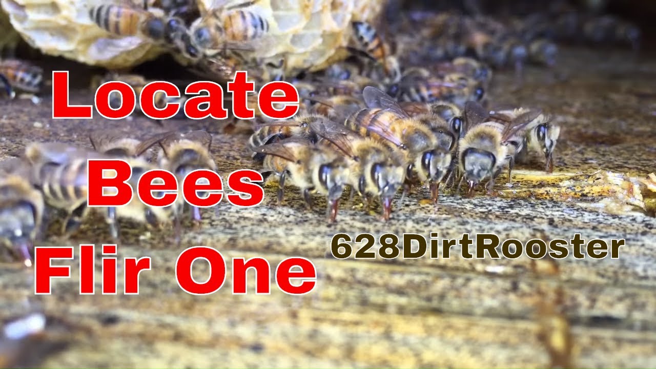 Locate A Honey Bee Hive With A FLIR ONE Thermal Camera for ios