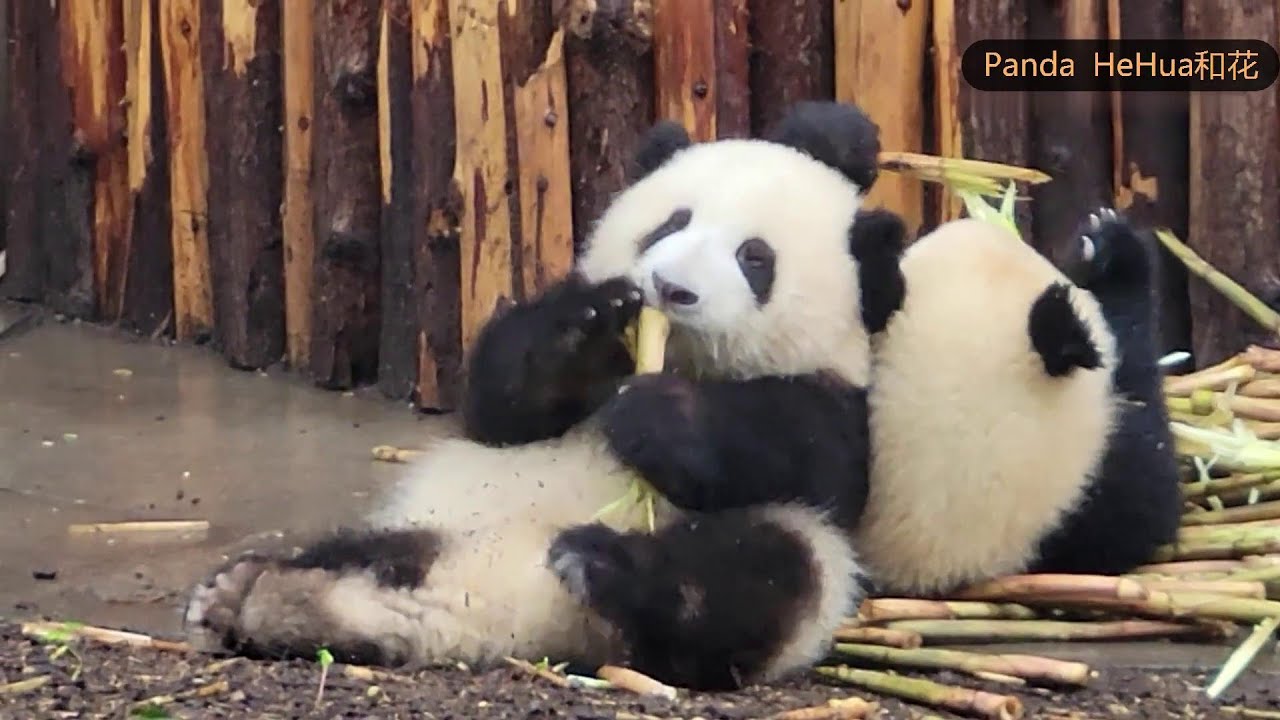 花花靠在润玥身上吃笋笋, 实在太可爱了! 💋 He Hua leans on Run Yue to eat bamboo shoots, Super Cute!
