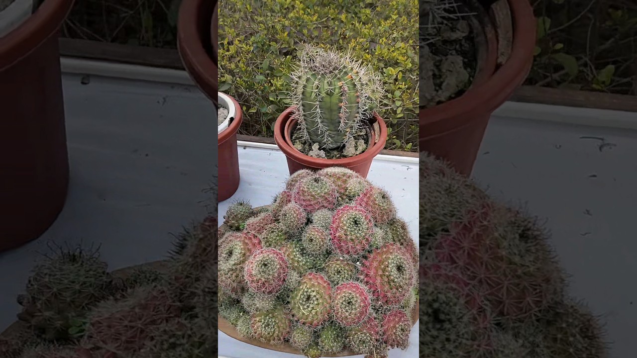 Beautiful Desert Plants Collection | #shorts #cactus #desertplants