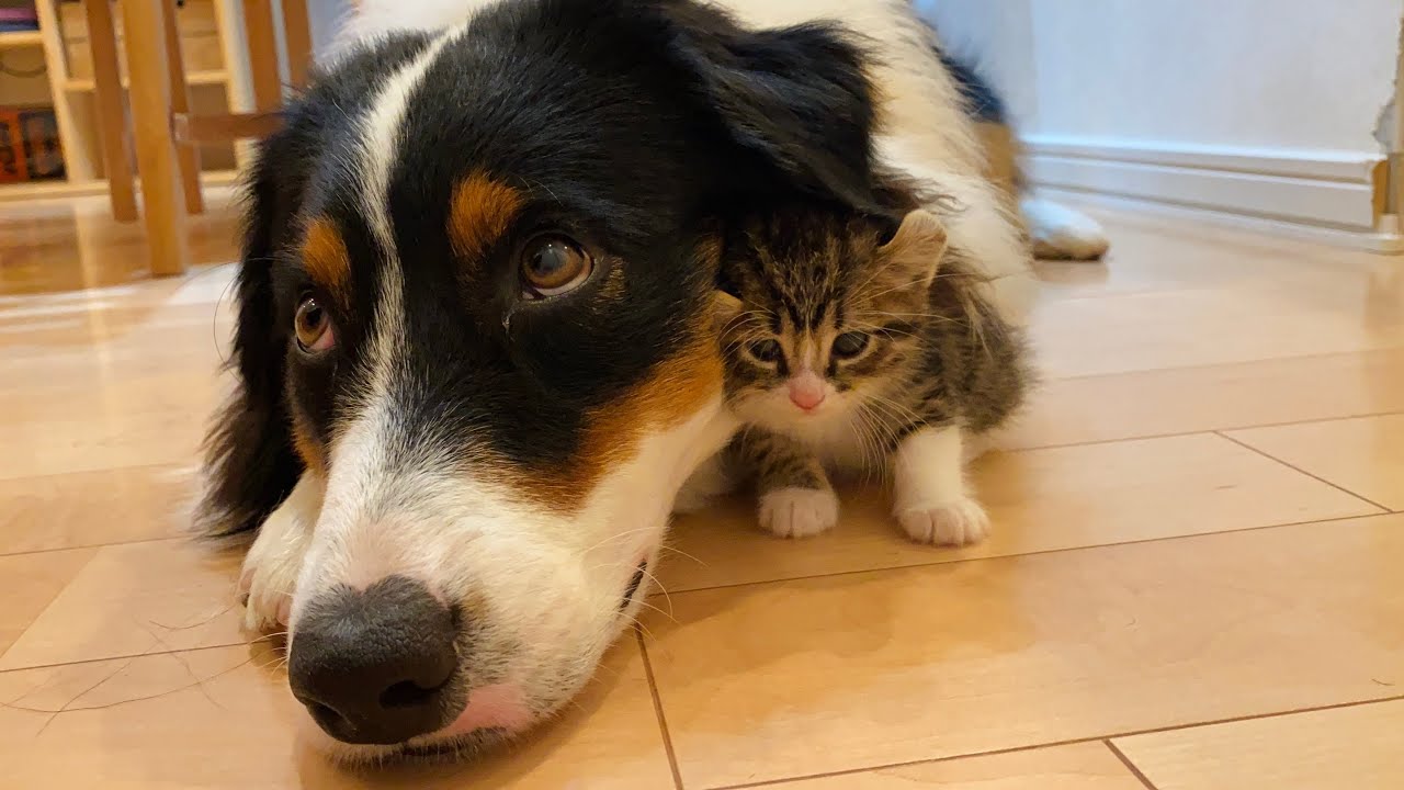 【離れない！】絶対に犬とくっついて寝たがる子猫　A kitten that absolutely wants to sleep with a dog