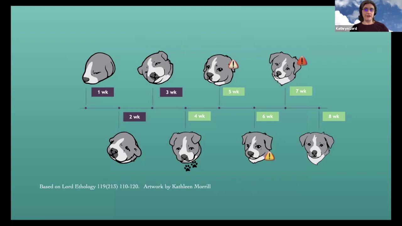 the Evolution of Social Behavior in Dogs