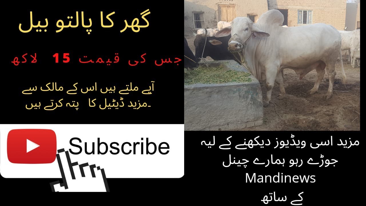 Check the final rate of rohi bachra | Pure Rohi Nasal | mandinews | mandirates