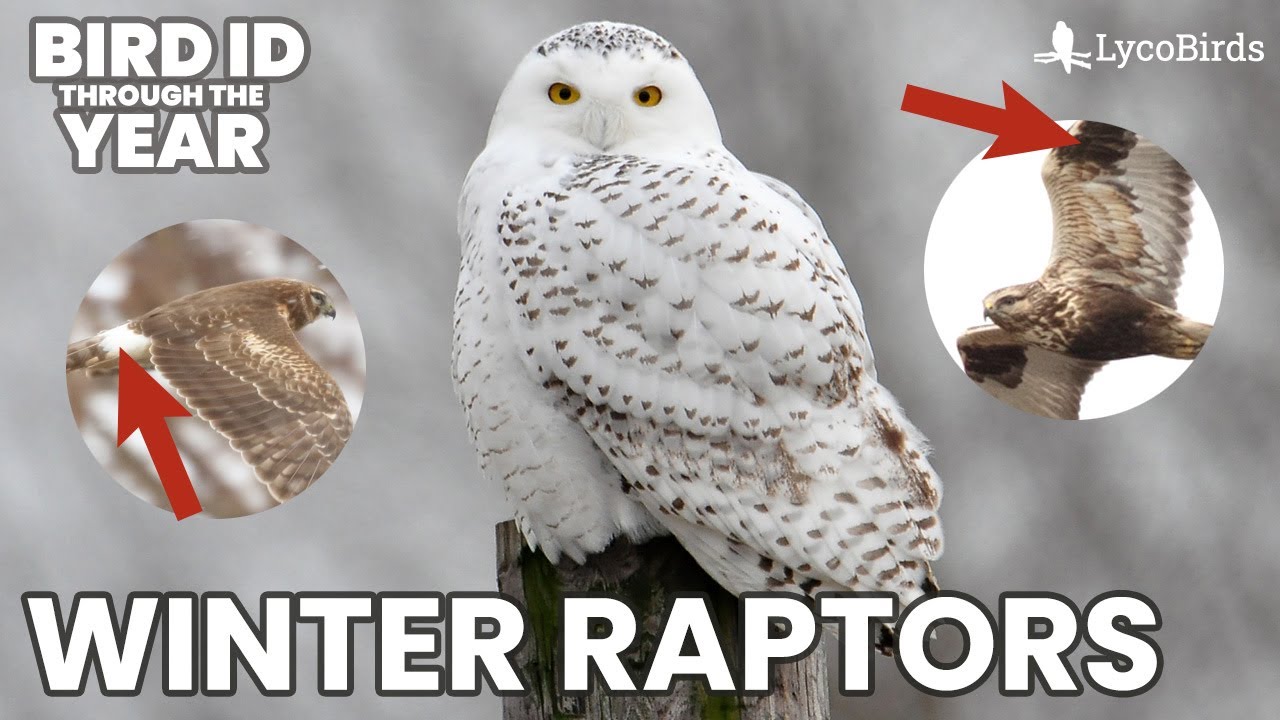 Identifying Winter Raptors (Raptor Identification Pt. 2)