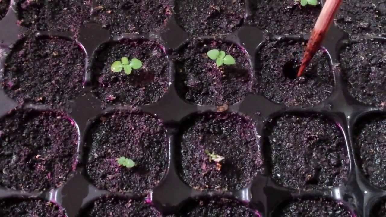 Paulownia germinare în apa 2014