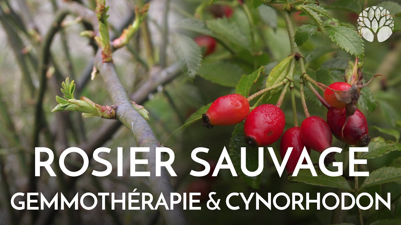 Le rosier sauvage, bourgeons et cynorhodons