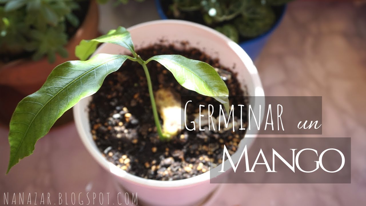 Germinar un mango (Growing mango from seed)