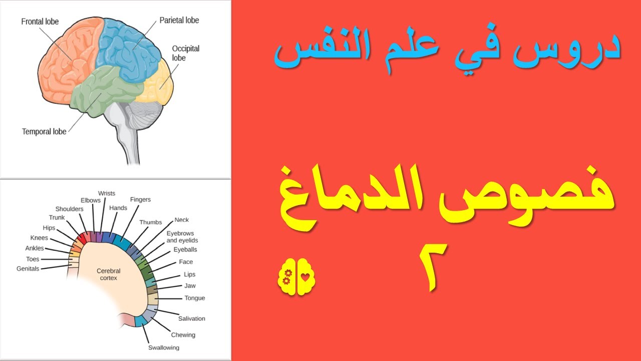 الفص الجداري والفص الجبهي - الدماغ حلقة 5 (علم النفس)