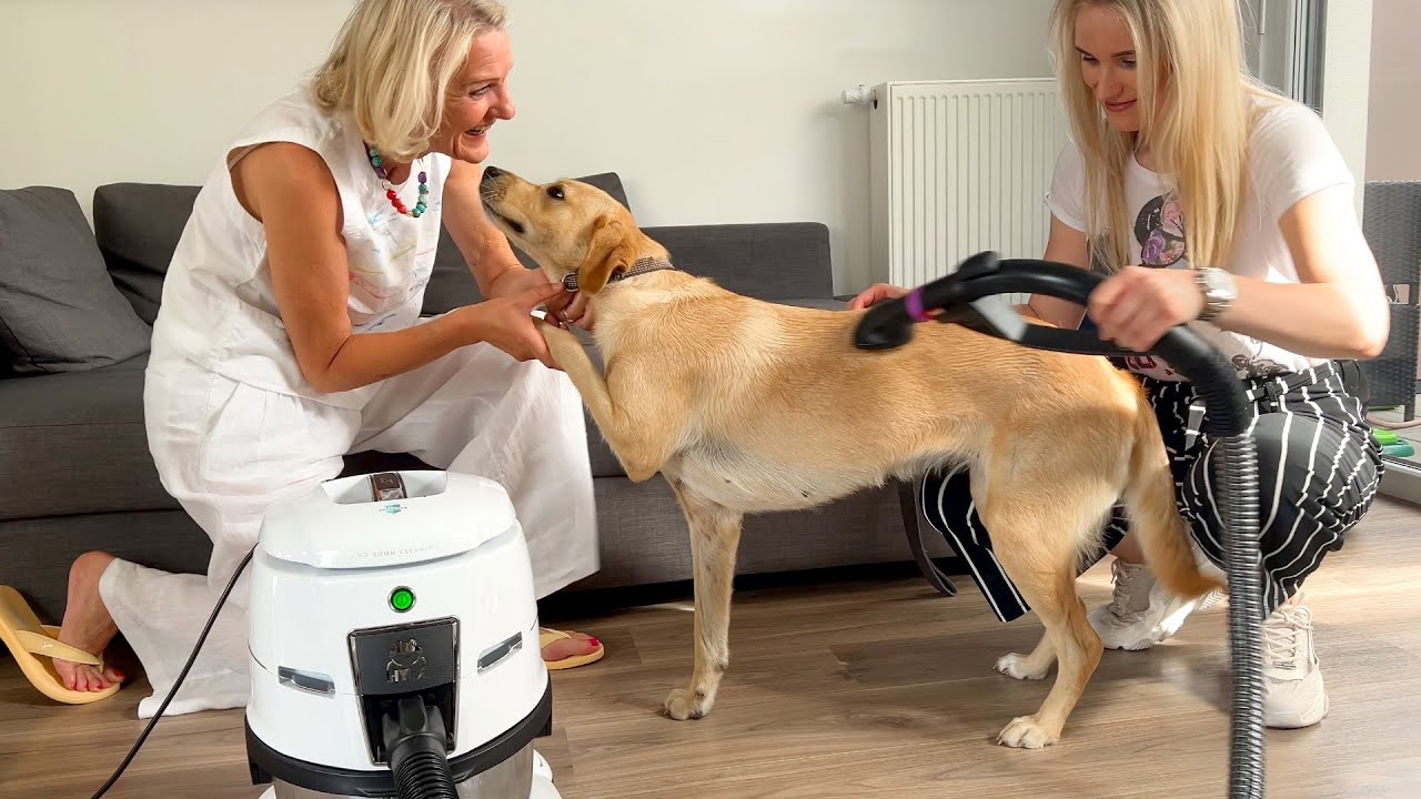 Bester Staubsauger für Tierhaare? Hundehaare entfernen mit dem HYLA
