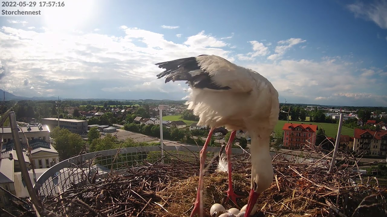 2022-05-29 17:55 - Das Ei abgestreift