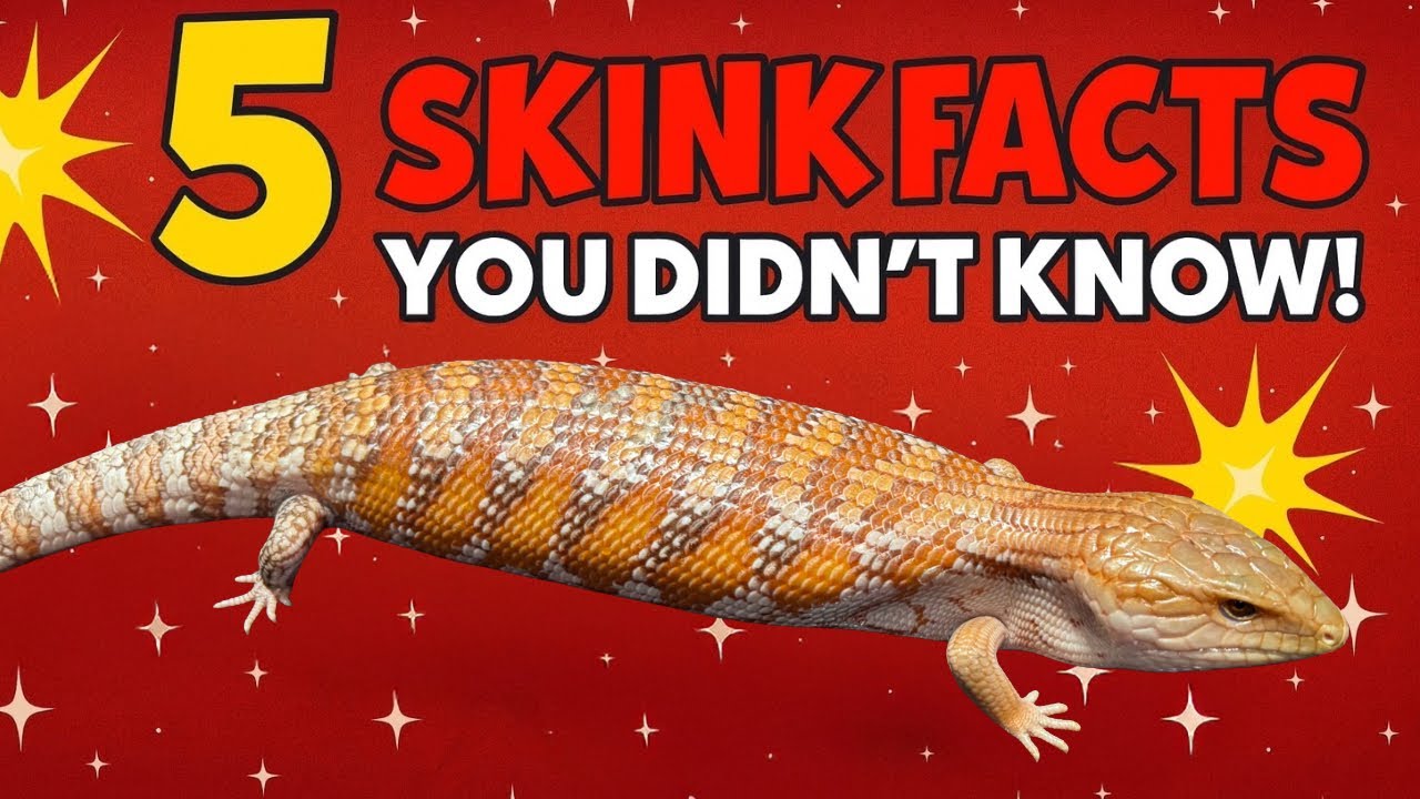 5 Cool Facts about Blue Tongue Skinks!