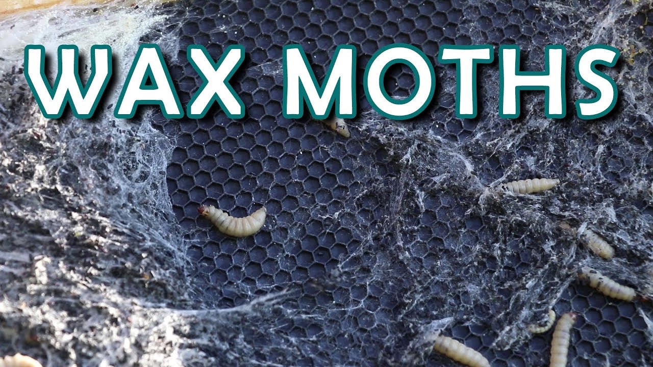 Wax Moths 101