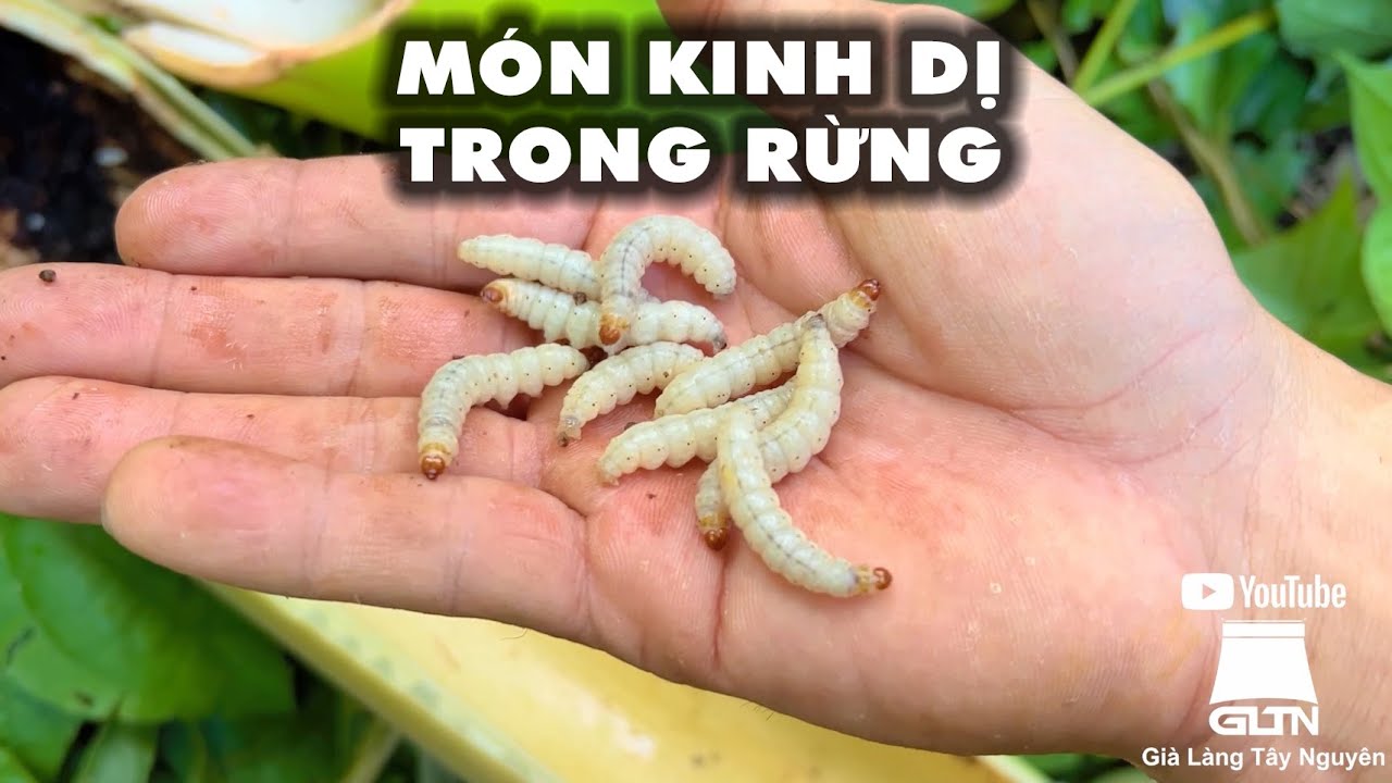 Ăn tươi sống một đàn Sâu Rừng | gh.ê r.ợn hơn cá nhảy Tây Bắc | Già Làng Tây Nguyên
