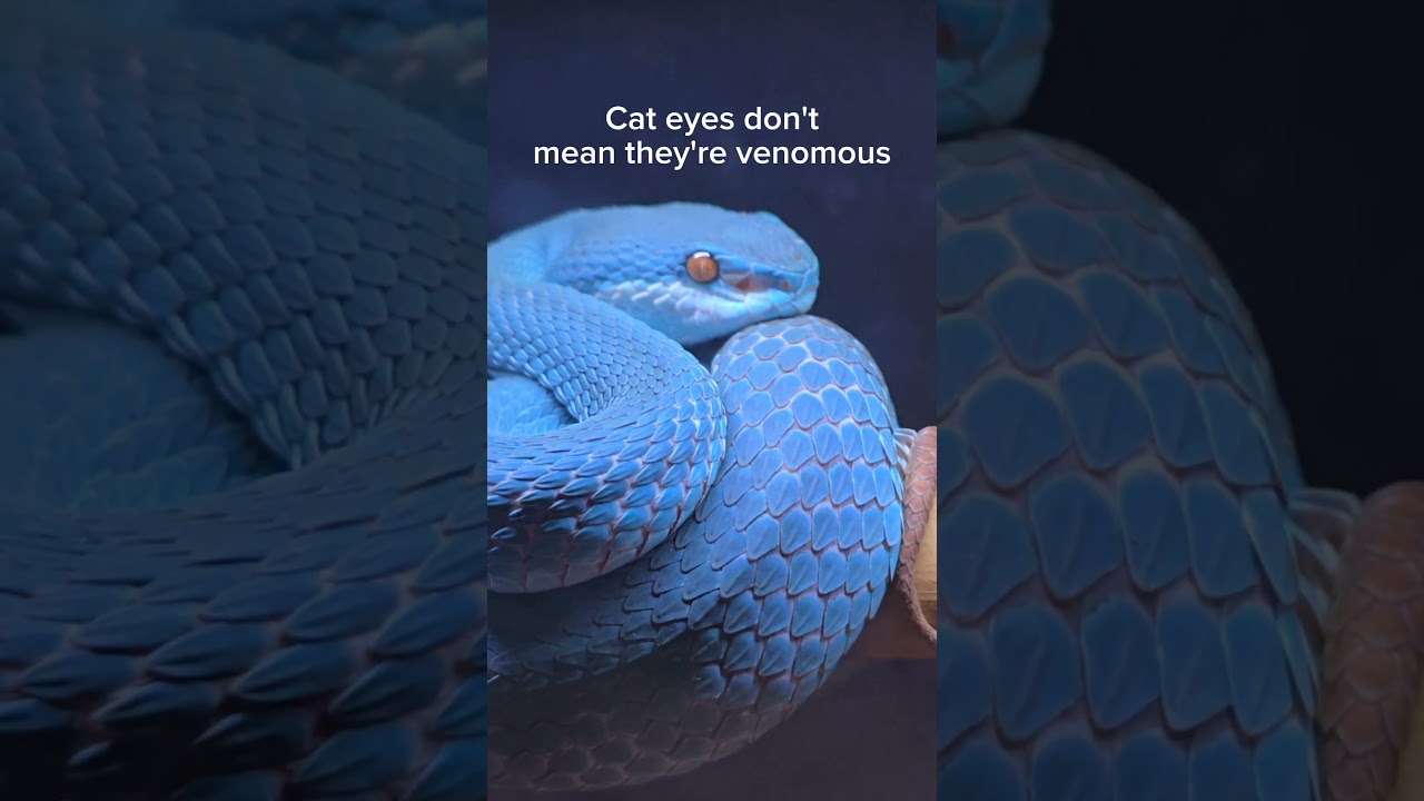 I've been lied to about snakes my whole life. #reptiles #venomoussnakes #cobra #pets