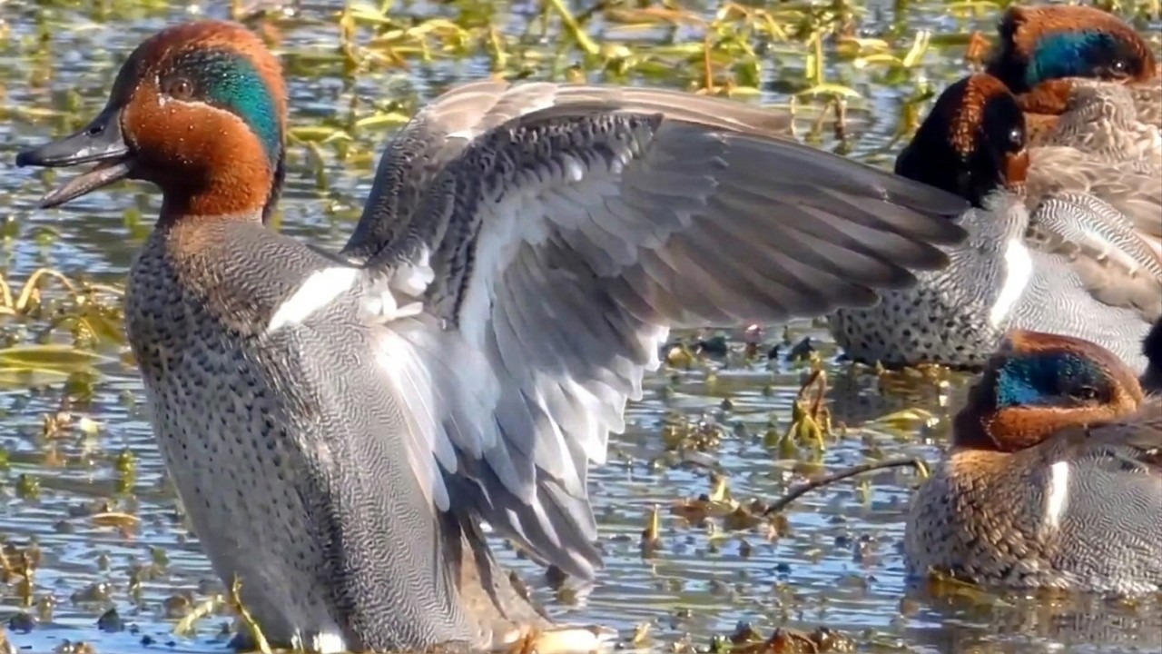 Green winged teal duck call sound, flying